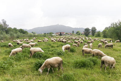 Sheep grazing in a field