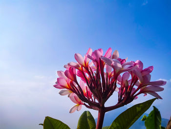 Low angle view of pink flower against sky