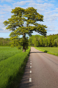 Road amidst trees on field against sky