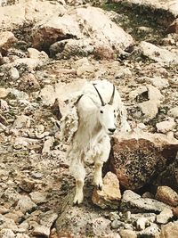 White horse standing on rock