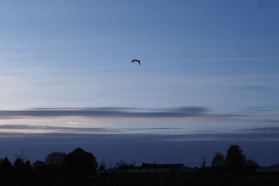 Silhouette of bird flying in sky