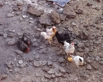 High angle view of birds on the ground