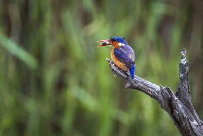 Close-up of bird perching on branch