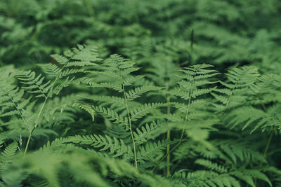 Close-up of fern leaves