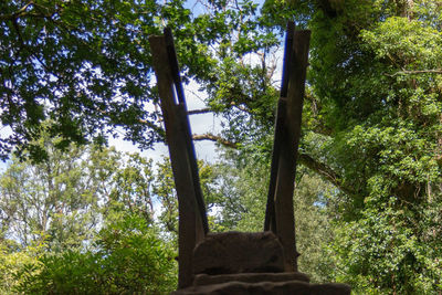 Low angle view of trees in forest