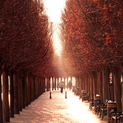 Walkway amidst autumn trees at park