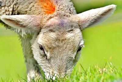 Close-up portrait of a sheep in field