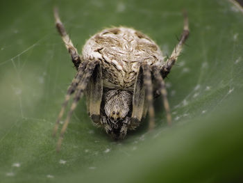 Close-up of spider