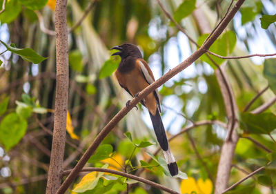 Low angle view of bird perching on tree