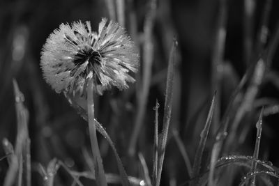 Close-up of flowering plant on field