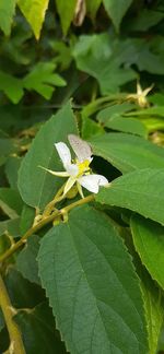 High angle view of insect on leaves