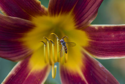 Hover fly feasting on flower