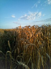 View of stalks in field against sky