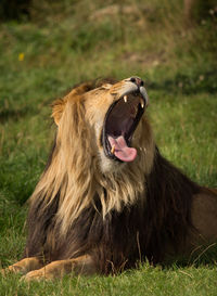 Close-up of horse yawning on field