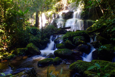 Scenic view of waterfall in forest