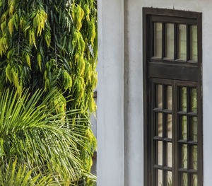 Close-up of fresh green plants against window