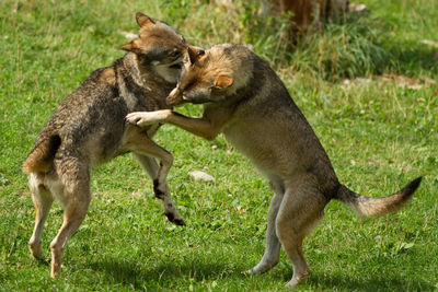 Two fighting wolves