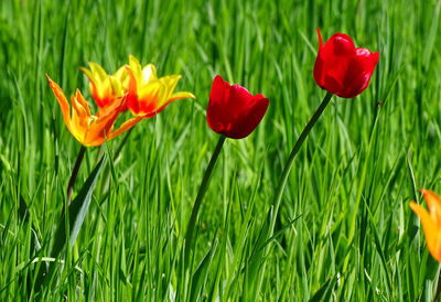 Close-up of red flowering plant in field