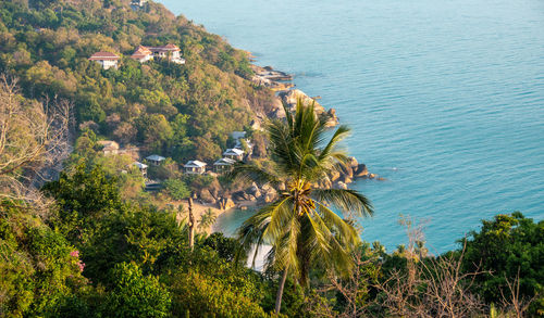 High angle view of coconut palm trees by sea