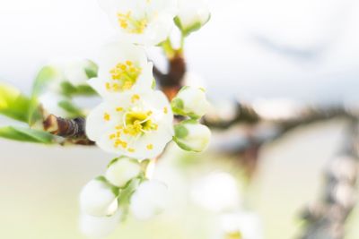 Close-up of white flowers