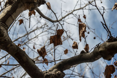 Low angle view of dried leaves on bare tree during winter