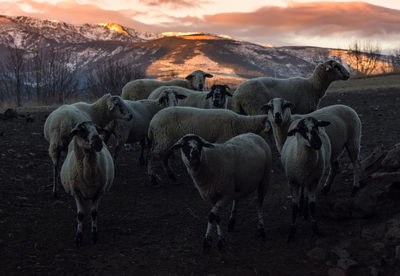 Sheep on field during sunset