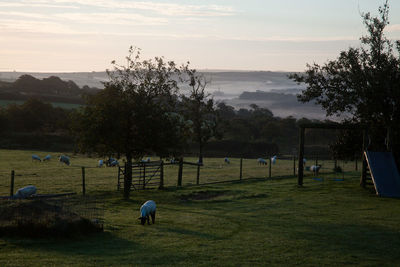 Scenic view of field against sky