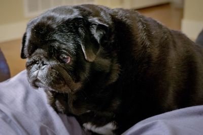 Close-up portrait of a dog