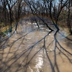 Bare trees in forest
