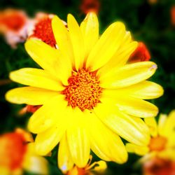 Close-up of yellow flower blooming outdoors