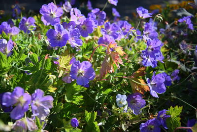 Close-up of purple flowering plants