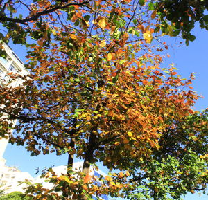 Low angle view of trees against blue sky