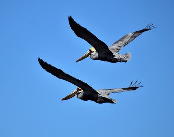 Low angle view of pelicans flying against clear blue sky