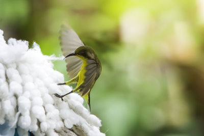 Close-up of bird perching on plant