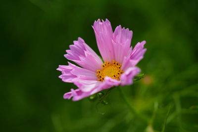 Close-up of purple cosmos flower