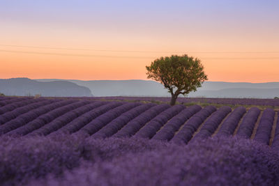 Scenic view of field against sky during sunset