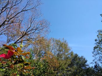 Low angle view of flower trees against clear blue sky