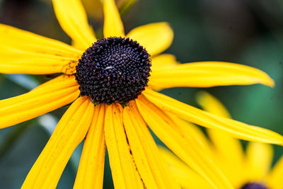 Close-up of yellow daisy flower