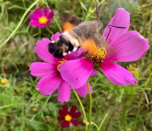 flowering plant