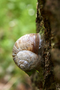 Close-up of snail on tree trunk