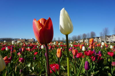 Close-up of red tulip flowers against clear sky
