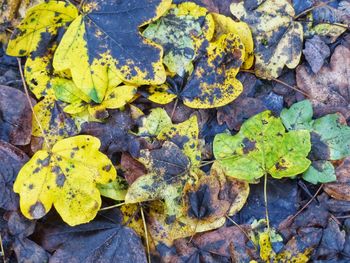 High angle view of yellow maple leaves