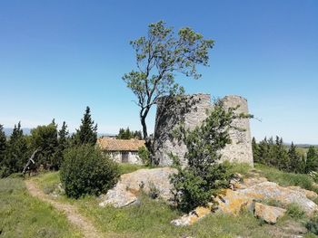 Trees and plants growing on field against sky