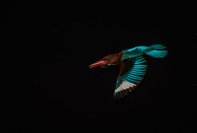 Close-up of bird against black background