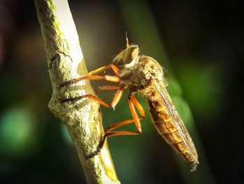 Close-up of insect