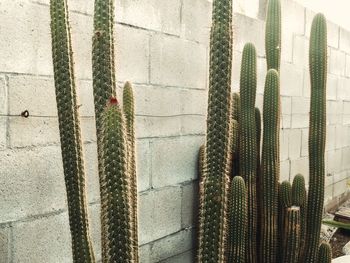 Plants growing on wall