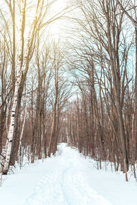 Bare trees on snow covered land