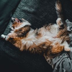 Close-up of cat sleeping on sofa