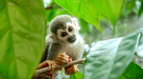 Close-up of monkey on branch at zoo