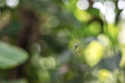 Close-up of spider on web